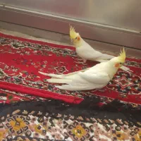 لوتینو مولد|پرنده|خمینی‌شهر, |دیوار