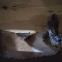 خرگوش|موش و خرگوش|جونقان, |دیوار