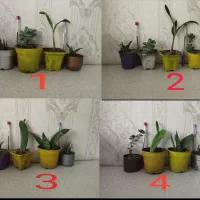 4 پک گلدان گل و گیاه مناسب آپارتمان و بالکن