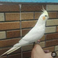 عروس هلندی ماده برای جفت زدن