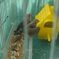 عروس هلندی یکی نر دوتا ماده با قفس وسه تا فنچ|پرنده|کرج, گلشهر|دیوار