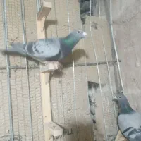 کبوتر آلمانی|پرنده|قائن, |دیوار