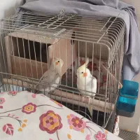 طوطی عروس مُولد|پرنده|نظرآباد, رسالت|دیوار