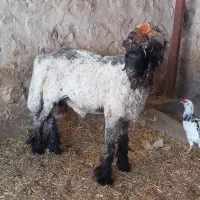 کوه قوچ