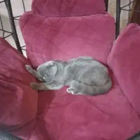 گربه اسکاتیش فولد|گربه|گرگان, |دیوار