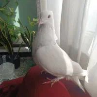 گمشده|حیوانات|کرج, چهارصد دستگاه|دیوار