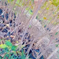 نهال خرمالو