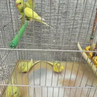 مرغ عشق|پرنده|محمدیه-قزوین, |دیوار