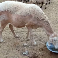 میش چینی قندوزی|حیوانات مزرعه|شیراز, سایت اداری|دیوار