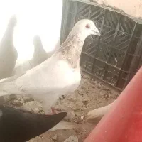 سار نر قشنگ شهرک کهک