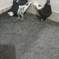 کلاغ دم سفید سردار