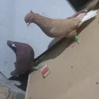 کفتر دم سفید