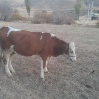 گاو سیمینتال