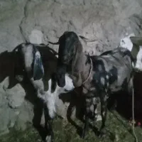 بز و بزغاله پاکستانی