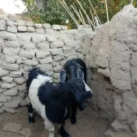 گتاچ خوب|حیوانات مزرعه|سراوان, |دیوار