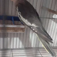 تعدادی عروس مولد با جوحه و تخم|پرنده|باسمنج, |دیوار