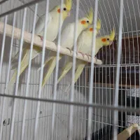 عروس هلندی لوتینیو چشم شرابی گرینچیک آناناسی قرمز|پرنده|فردیس, نسترن غربی|دیوار