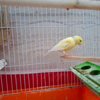 قناری ماده شوهرش فرار کرده