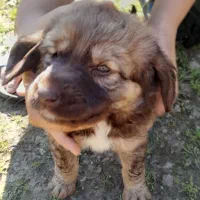 سگ شکاری|سگ|رشت, لاکان|دیوار