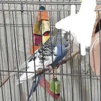 یک عدد مرغ عشق ماده