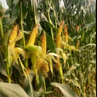 علوفه پردان وکیوم ۳۰ کیلو