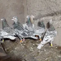 فروشی کبوتر