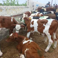 گوساله پرواری|حیوانات مزرعه|پاسارگاد, |دیوار