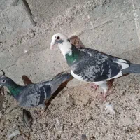 جفت کبوتر پلاکی.