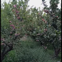 فروش باغ رامجین