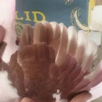 کفتر شازده.پرشتی عتیقه|پرنده|ملایر, |دیوار