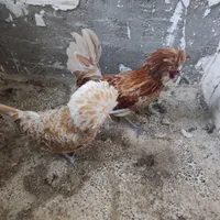 مرغ خروس پولند لهستانی جفت|حیوانات مزرعه|رشت, انصاری|دیوار