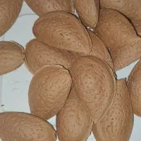 بادام سنگی،کاغذی و آجیلی مُنقا ارگانیک و بادام تلخ|خوردنی و آشامیدنی|شیراز, قدوسی شرقی|دیوار