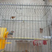 فنچ نر|پرنده|شیراز, انجیره|دیوار