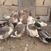 غاز محلی مولد و اردک