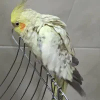 عروس هلندی|پرنده|برخوار, |دیوار