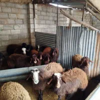 ۱۳ عدد گوسفند