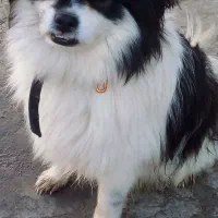 پا کوتاه فوقولاده زیبا و جوان تربیت شده