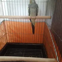 عروس هلندی ماده