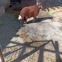 بره نر