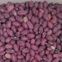 لوبیاقرمز محلی