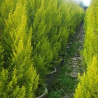 گل و گیاه بیرونی|خدمات باغبانی و درختکاری|عباس‌آباد, |دیوار