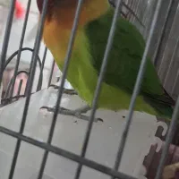 طوطی برزیلی