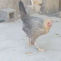 مرغ محلی تخم گذار ۵۵۰۰۰۰ تومن