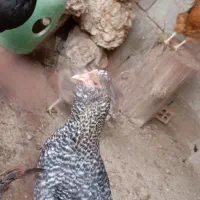 مرغ محلی تخمگذار دونه ۵۰۰|حیوانات مزرعه|بهبهان, |دیوار