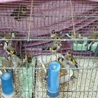 سهره ماده اروپایی معاوضه با ماده قناری یا جوجه