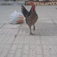 مرغ لاری و خروس گلین|حیوانات مزرعه|شیراز, دارالرحمه|دیوار