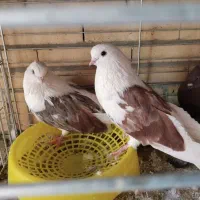 کبوتر پشدار تهرانی