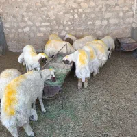 گوسفند نر چاق