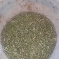 خار شتر فروشی|لوازم جانبی حیوانات|تربتحیدریه, پائین ولایت|دیوار