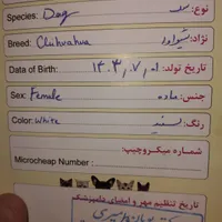 سگ ماده نژاد شیواوا|سگ|تهران, افسریه|دیوار